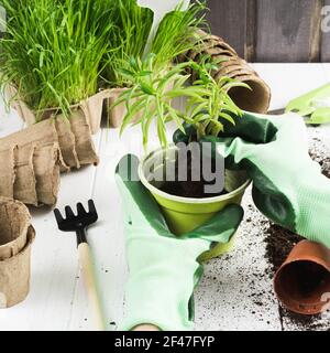 Hände in grünen Handschuhen Pflanzen eine Blume in den Topf. Gartenkonzept Stockfoto