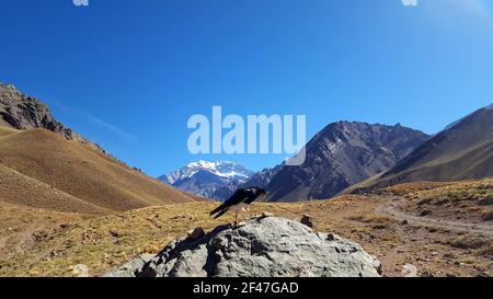 ARGENTINIEN der Aconcagua Provincial Park befindet sich in der Provinz Mendoza in Argentinien. Die Anden ziehen alle Arten von Nervenkitzel Suchenden Stockfoto