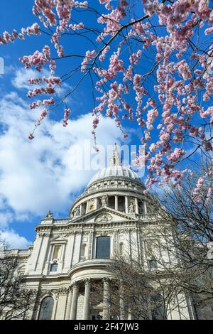 London, Großbritannien. März 2021, 19th. Blossom Trees gegenüber der St Paul's Cathedral in London. Bilddatum: Freitag, 19. März 2021. Bildnachweis sollte lesen Kredit: Matt Crossick/Alamy Live News Stockfoto