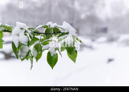 Frühlingsblüten Bäume unter dem Schnee. Zweige mit grünen Blättern unter dem Schnee. Frühlingskataklysma. Nahaufnahme eines leuchtend grünen Blattes eines mit Strauch bedeckten Scherzs Stockfoto