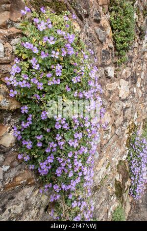 Malvenfarbene Aubretia, die in einer Steinmauer in Devon wächst. Stockfoto