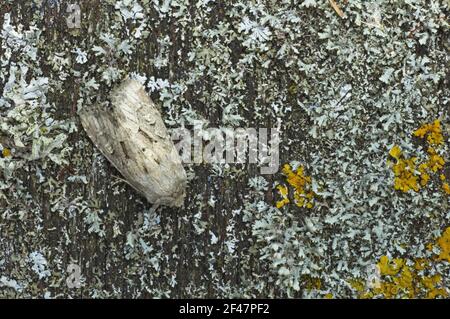 Volants rustikale Motte Luperina Testacea Essex, UK IN000563 Stockfoto