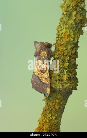 Matt Orange Moth Gortyna Flavago Essex, UK IN000565 Stockfoto