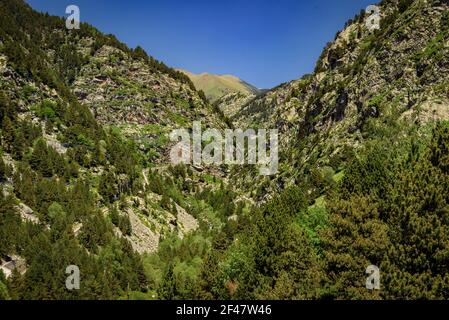 Núria-Tal im Sommer (Ripollès, Katalonien, Spanien, Pyrenäen) ESP: Valle de Núria en verano (Ripollès, Cataluña, España, Pirineos) Stockfoto