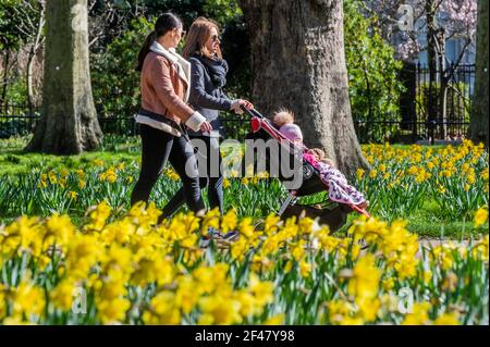 London, Großbritannien. März 2021, 19th. Die Menschen genießen Frühlingswetter und Narzissen im Green Park, als London beginnt, aus der Sperre zu kommen 3. Kredit: Guy Bell/Alamy Live Nachrichten Stockfoto