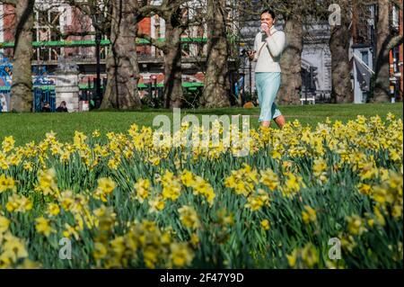 London, Großbritannien. März 2021, 19th. Die Menschen genießen Frühlingswetter und Narzissen im Green Park, als London beginnt, aus der Sperre zu kommen 3. Kredit: Guy Bell/Alamy Live Nachrichten Stockfoto