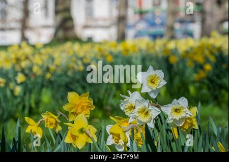 London, Großbritannien. März 2021, 19th. Die Menschen genießen Frühlingswetter und Narzissen im Green Park, als London beginnt, aus der Sperre zu kommen 3. Kredit: Guy Bell/Alamy Live Nachrichten Stockfoto