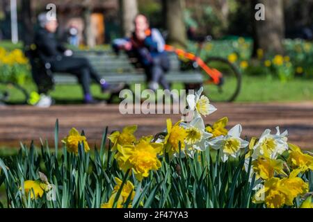 London, Großbritannien. März 2021, 19th. Die Menschen genießen Frühlingswetter und Narzissen im Green Park, als London beginnt, aus der Sperre zu kommen 3. Kredit: Guy Bell/Alamy Live Nachrichten Stockfoto