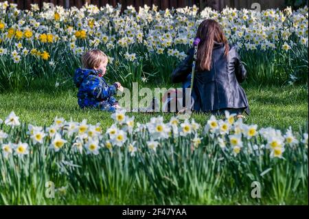 London, Großbritannien. März 2021, 19th. Die Menschen genießen Frühlingswetter und Narzissen im Green Park, als London beginnt, aus der Sperre zu kommen 3. Kredit: Guy Bell/Alamy Live Nachrichten Stockfoto