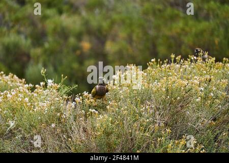 In den Sträuchern in der Nähe der Ruta 40 in Arg sitzt ein Schwarm von eingrachenden Papageien, Cyanoliseus patagonus, auch bekannt als eingrachender Sittich oder Patagonischer Conure Stockfoto