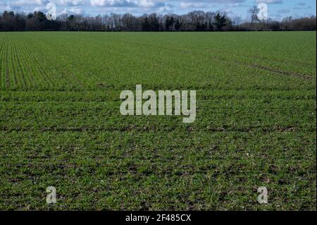 Bauern Feld mit den jungen Triebe der Gerste wachsen Stockfoto
