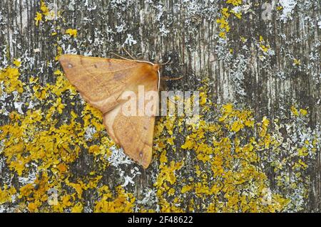 Gefiederte Thorn-Motte Colotois pennaria Essex, UK IN000602 Stockfoto