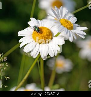 Blühende Marguerite, Leucanthemum, im Frühjahr Stockfoto