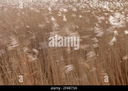 Schilf bewegt sich im starken Wind im Otmoor RSPB Reservat in Oxfordshire Stockfoto