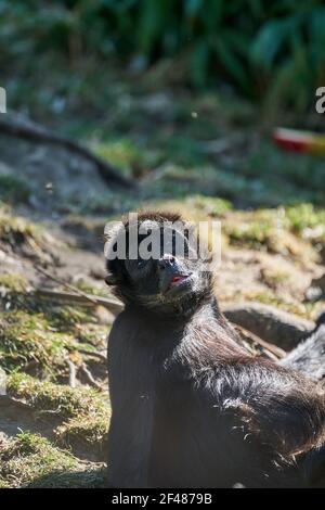 Schwarzkopfspinnen-Affe, Ateles fusciceps, liegt im warmen Sonnenlicht und entspannt Stockfoto