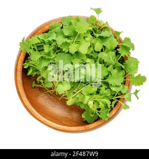 Kale Microgreens in einer Holzschale. Bereit, grüne Triebe von Blattkohl, Sämlinge und junge Pflanzen zu essen. Sprouted Curly Leaf Grünkohl, Brassica oleracea Stockfoto