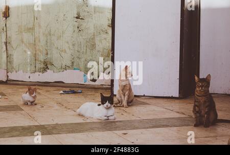 Ägyptische Wildkatzen. Ein brauner, schmelzender, weißer Wildwagen sitzt auf einem Fliesenboden in einem verlassenen Gebäude mit schäbigen Wänden. Tierporträt Stockfoto