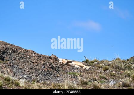 Puma concolor, Cougar oder Berglöwe ist eine große Wildkatze der Unterfamilie Felinae. Liegt auf einem Kamm der andenberge in Torres del Paine natio Stockfoto