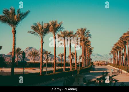 Schöne Aussicht auf den Park in Ägypten mit einer Palmenallee entlang seiner gesamten Länge. Wanderplatz im Park mit blauem Himmel und Berglandschaft in Stockfoto