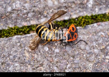 Vespula germanica, Europäische Wespe, Deutsche Wespe oder Deutsche Gelbweste füttert an Pyrrhocoris apterus, Feuerwanzen, rote Feuerwanzen, Linden, sap saugen, re Stockfoto