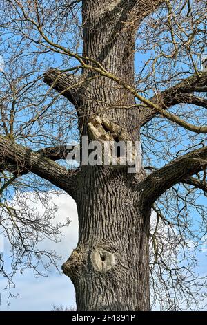 Blattlose alte Eiche gegen blauen Himmel. Einzelner Baum Stockfoto