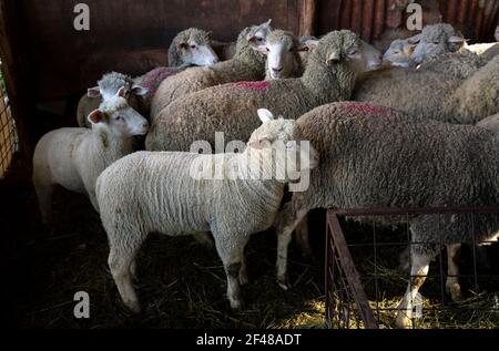 Herde von Schafen mit Lämmern in einem Stall auf einem kleinen Bauernhof in den Abruzzen. Abruzzen, Italien, Europa Stockfoto