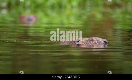 Eurasischer Biber, der im Sommer aus dem Wasser guckt Stockfoto