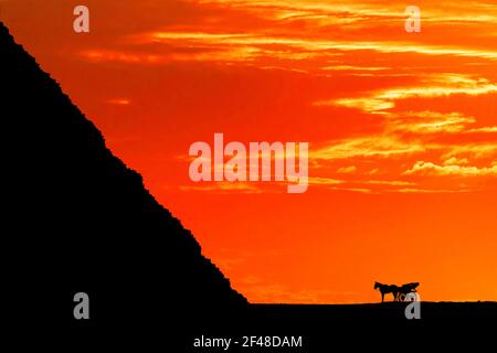 Sonnenuntergang an den Pyramiden von Gizeh, Kairo, Ägypten. Ein Pferd und eine Kutsche werden in Silhouette gegen den leuchtend orangefarbenen Himmel gezeigt. Leerzeichen für Text. Stockfoto