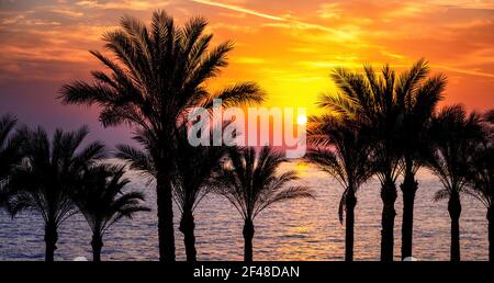 Strahlender Sonnenaufgang über dem Roten Meer, Sharm El Sheikh, Ägypten. Palmen sind vor einem bunten Himmel silhouetted. Stockfoto