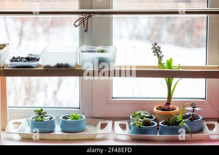 Home Garten auf der Fensterbank, verschiedene Pflanzen unter dem phytolamp. Stockfoto