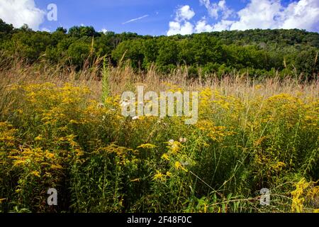 Eine wilde Wiese mit einheimischen Wildblumen und Gräsern auf einem Ehemaliges Golfhaus im Cherry Valley National Wildlife Refuge in Pennsylvania Stockfoto