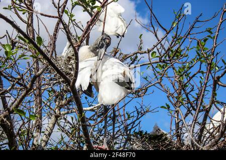 Holzstörche nisten in Bäumen über stehendem Wasser. Männchen und Weibchen sammeln Stöcke aus der Umgebung. Zusammen bauen sie einen großen, sperrigen Stock n Stockfoto