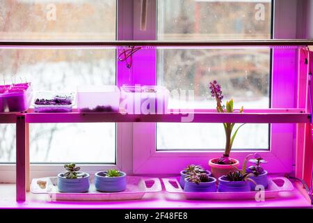 Home Garten auf der Fensterbank, verschiedene Pflanzen unter dem phytolamp. Stockfoto
