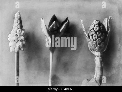 Traubenhyazinthe, wilde Tulpe und Pest, Blütenstände Stockfoto