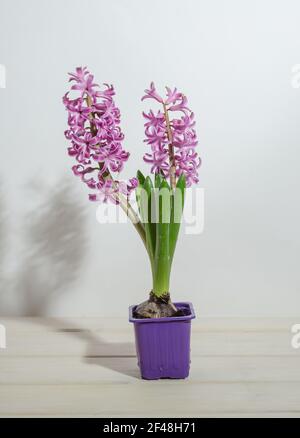 Rosa Hyazinthen auf einem weißen Holzhintergrund in einer lila Tasse, Frühling zwingt Blumen Stockfoto