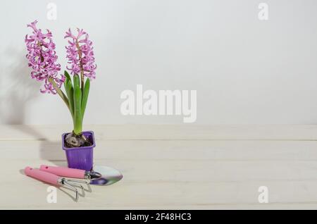 Rosa Hyazinthen auf weißem Holzhintergrund mit Gartenwerkzeugen mit Kopierraum, Frühling forcing Blumen Stockfoto