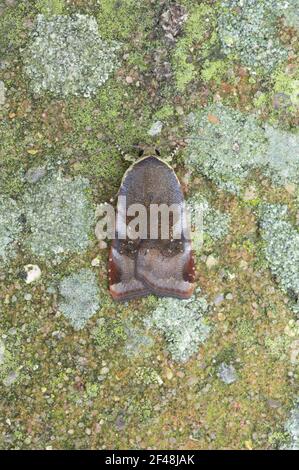 Weniger Broad-Bordered gelbes Underwing Motte Noctia Janthe Essex, UK IN000696 Stockfoto