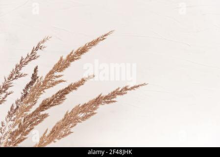 Eleganter, weicher Herbsthintergrund mit trockenem beigefarbenem Schilf auf weißem Holzbrett. Stockfoto