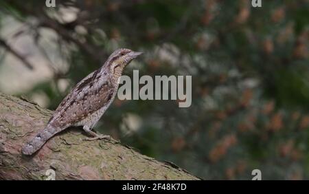 Eurasischer Wryneck, Jynx torquilla, sitzend auf Ast Stockfoto