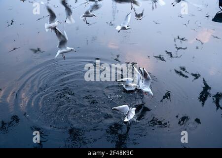 Seagull Essen . Ich habe diese Aufnahme in yamuna Ghat in Delhi gemacht, EINE wunderschöne Spiegelung einer Gruppe von Möwen. Stockfoto