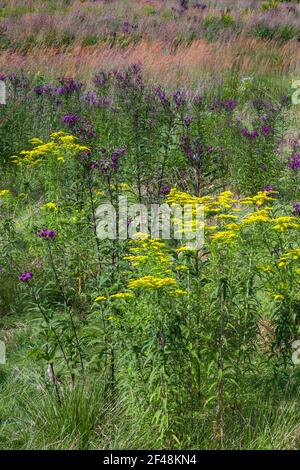 New York Ironweed und Goldrute in einer wilden Wiese Einheimische Wildblumen und Gräser auf einem ehemaligen Golfhühner Cherry Valley National Wildlife Refuge in Stockfoto