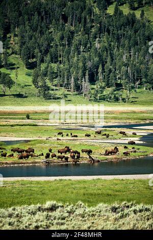 Eine vertikale Aufnahme von Büffeln im Hayden Valley, Yellowstone National Park, Wyoming USA Stockfoto