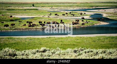 Eine Panoramaaufnahme von Büffeln im Hayden Valley, Yellowstone National Park, Wyoming USA Stockfoto