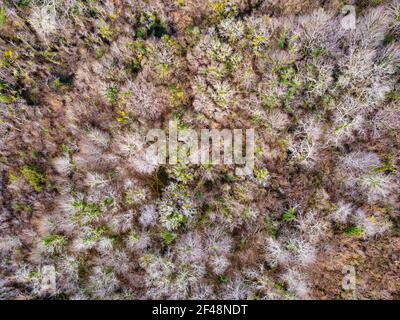 Top Luftaufnahme eines Laubbaumwaldes im Winter, Gironde, Frankreich Stockfoto