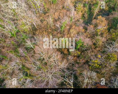 Top Luftaufnahme eines Laubbaumwaldes im Winter, Gironde, Frankreich Stockfoto