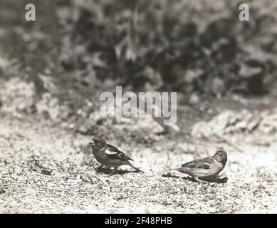 Buchfink (Fringilla coelebs L.). Weibchen und Männchen auf der Suche Stockfoto