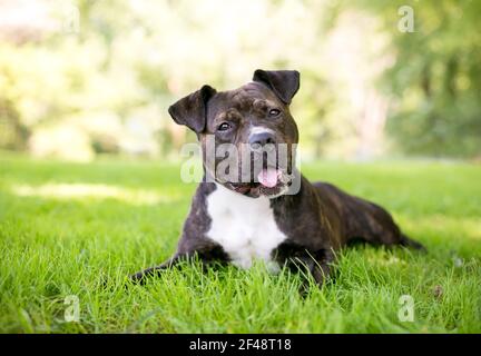 Ein gestromter und weißer Staffordshire Bull Terrier Mischlingshund Im Gras liegen und mit einer Kopfneigung zuhören Stockfoto