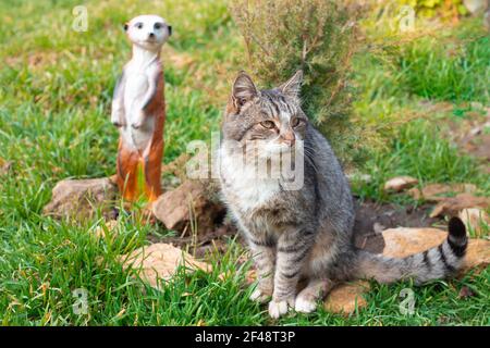 Eine grau gestromte Katze sitzt auf einem Stein in der Nähe eines Wacholders. Garten Landschaftsbau und Haustiere. Stockfoto