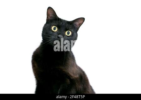 Eine breitäugige schwarze Kurzhaarkatze mit erweiterten Pupillen und Ein überraschender Ausdruck Stockfoto