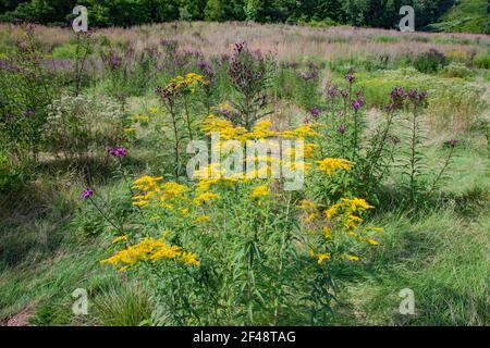 New York Ironweed und Goldrute in einer wilden Wiese Einheimische Wildblumen und Gräser auf einem ehemaligen Golfhühner Cherry Valley National Wildlife Refuge in Stockfoto